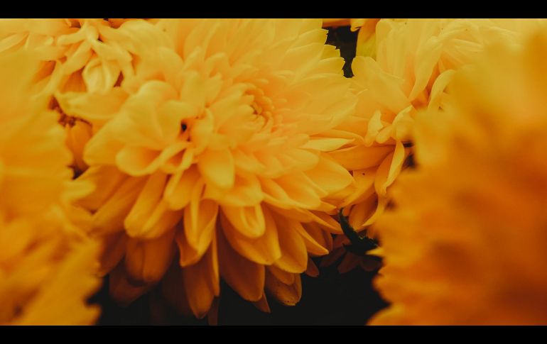 UNSPLASH/ ROBERTO CARLOS ROMÁN