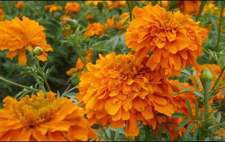 Y no te preocupes, que el cempasúchil ¡es comestible!. UNSPLASH/  AA Román