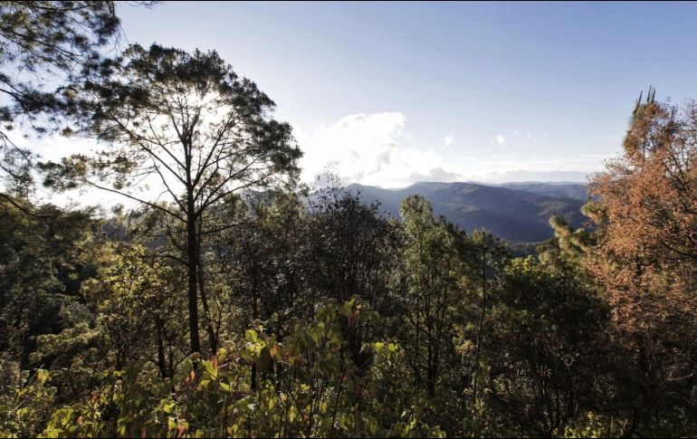 Buscan alinear la nueva legislación con la Ley General de Desarrollo Forestal Sustentable. ESPECIAL
