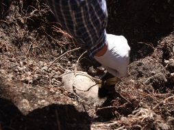 La brigada, que culminará labores el 24 de octubre, trabajó por dos semanas en 13 municipios del estado de Morelos. EFE / ARCHIVO