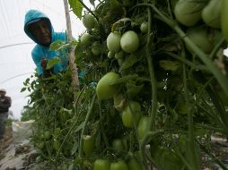 Otras empresas temen los posibles bloqueos de sus hortalizas hacia Estados Unidos. EFE/Archivo