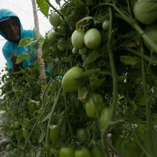 México vigila prohibición de tomates frescos a EU