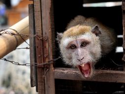 El ladrillo que mató al hombre fue arrojado por un mono desde el segundo piso de un edificio, según los reportes de la policía. AP / ARCHIVO