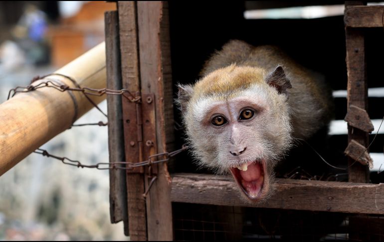 El ladrillo que mató al hombre fue arrojado por un mono desde el segundo piso de un edificio, según los reportes de la policía. AP / ARCHIVO