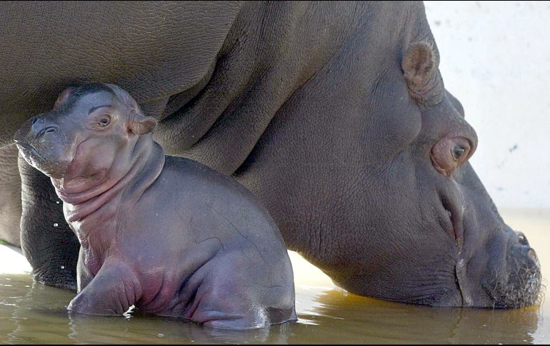 Es la primera vez que se declara a animales como personas jurídicas en Estados Unidos. AFP/ ARCHIVO
