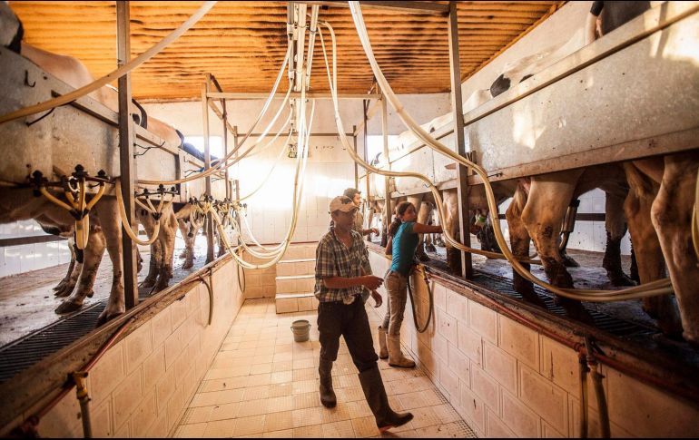 La producción de leche creció 2.1% en 2020, pero el consumo está rezagado.  EL INFORMADOR/Archivo