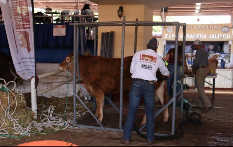 La Expo Ganadera Jalisco es el punto de encuentro para los productores de carne de la región, además ofrecen un programa de actividades relacionadas con agronegocios y otras actividades para el público en general. EL INFORMADOR