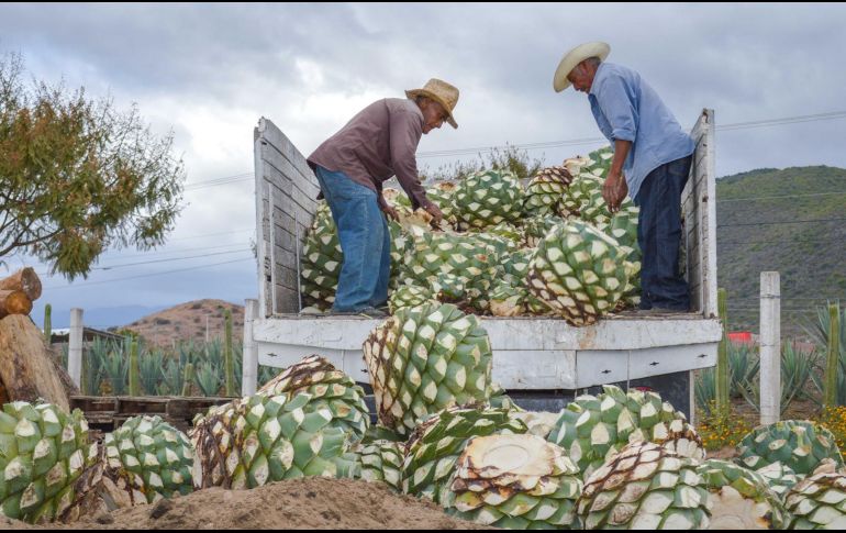 Las divisas por exportaciones de bienes agroalimentarios superan a las obtenidas por productos petroleros y turismo. NOTIMEX/Archivo