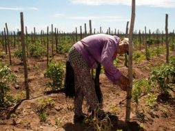 Consideran que hay cuatro limitantes importantes para la equidad en la posesión de la tierra. ESPECIAL/Sader Baja California Sur