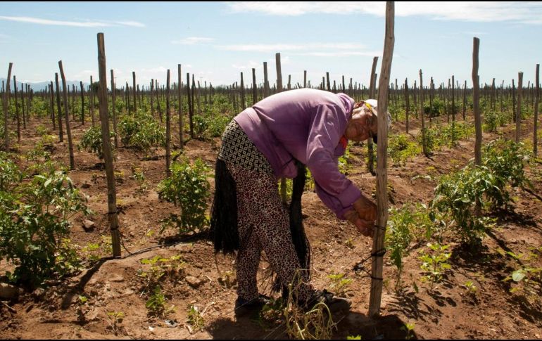 Consideran que hay cuatro limitantes importantes para la equidad en la posesión de la tierra. ESPECIAL/Sader Baja California Sur
