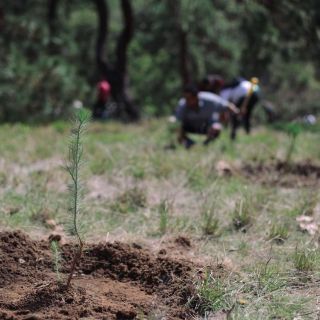 AMLO asegura que México es el país que más invierte en reforestación