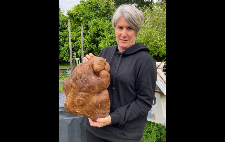 La enorme papa se ha vuelto una celebridad en el área de la granja de la pareja, cerca de Hamilton. AP/D. Craig-Brown