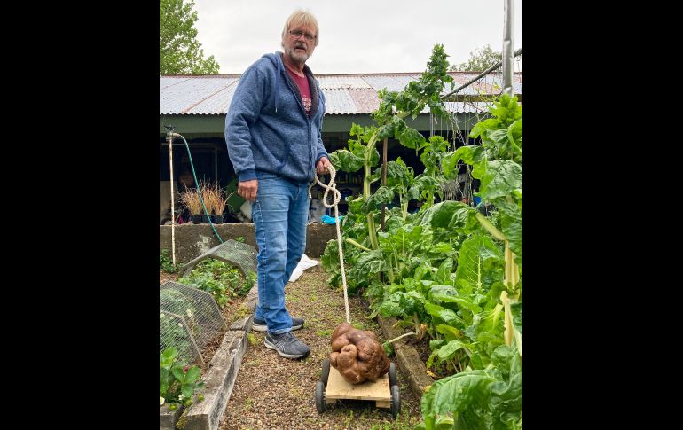 La enorme papa se ha vuelto una celebridad en el área de la granja de la pareja, cerca de Hamilton. AP/D. Craig-Brown