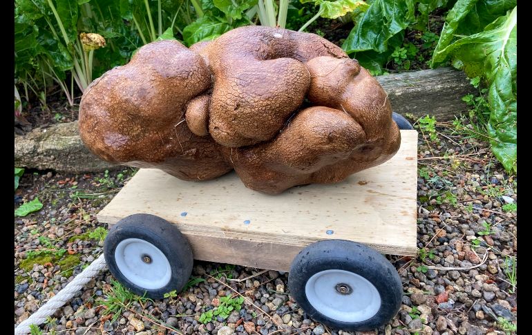 La enorme papa se ha vuelto una celebridad en el área de la granja de la pareja, cerca de Hamilton. AP/D. Craig-Brown