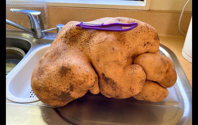 La enorme papa se ha vuelto una celebridad en el área de la granja de la pareja, cerca de Hamilton. AP/D. Craig-Brown