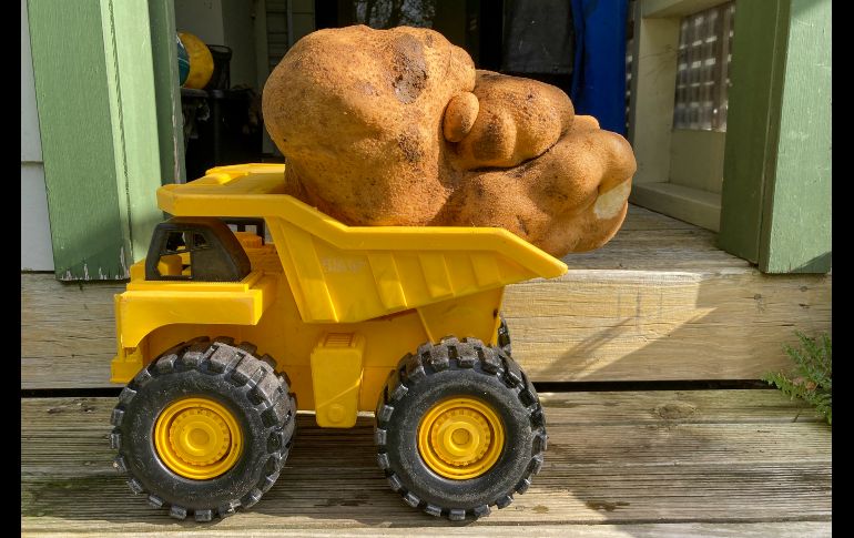 La enorme papa se ha vuelto una celebridad en el área de la granja de la pareja, cerca de Hamilton. AP/D. Craig-Brown