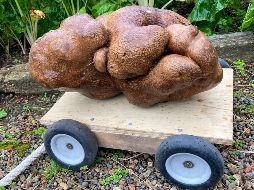 La enorme papa se ha vuelto una celebridad en el área de la granja de la pareja, cerca de Hamilton. AP/D. Craig-Brown