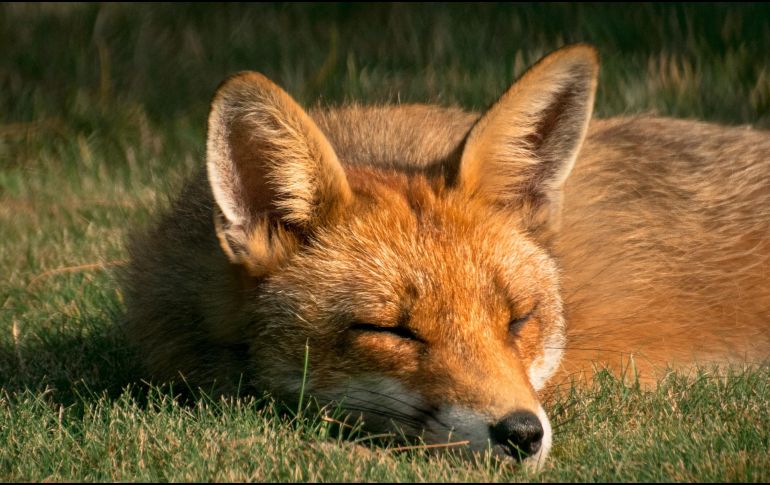 Autoridades ambientales del país siguen en labores de captura. ESPECIAL/Photo by Lachlan Gowen on Unsplash