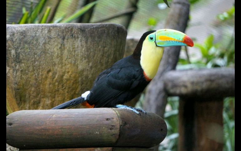 Los animales son felices este increíble paraíso natural / Foto: Cortesía