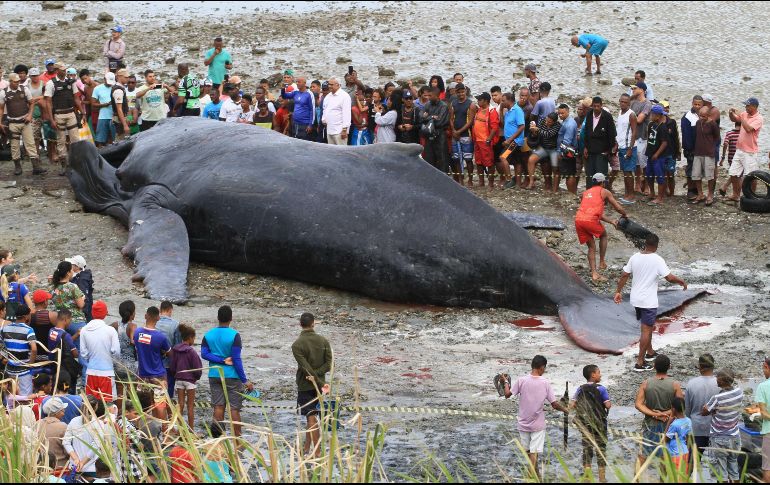Elementos de la Fuerza Armada y de Protección Civil ya se encuentran en el lugar de los hechos. EFE/ARCHIVO
