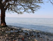 En los primeros muestreos, autoridades encontraron la presencia de organismos de importancia como microalgas cianofitas. EL INFORMADOR/ARCHIVO