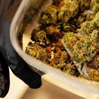 Marihuana: Aprueban grupo de trabajo del Senado para agilizar regulación