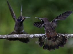En total, los científicos investigaron 77 especies de aves de diferentes hábitats, afectadas por el calentamiento global. EFE / ARCHIVO