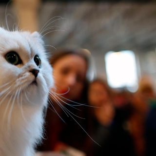 Cuidado de gatos en casa: Ventajas de tener un gato como animal de compañía