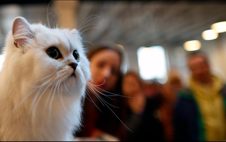 Tener una mascota, en especial un gato, es beneficioso para la salud física de los humanos. AP / ARCHIVO