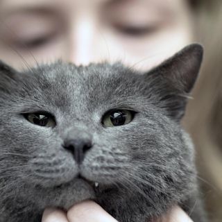 Arena para gato: Por qué no molestar a tu gato cuando hace sus necesidades y otros consejos