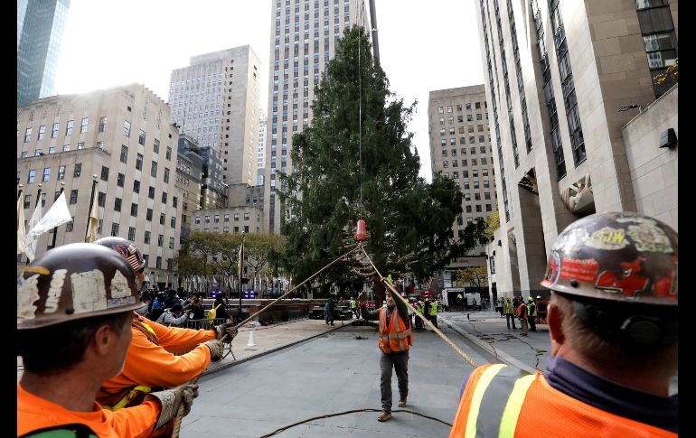 El abeto portará 50 mil luces multicolores y lo coronará una estrella de 400 kilos. EFE/P. Foley