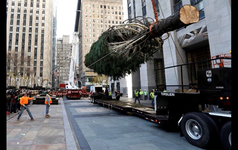 El abeto portará 50 mil luces multicolores y lo coronará una estrella de 400 kilos. EFE/P. Foley