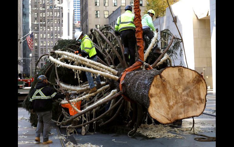 El abeto portará 50 mil luces multicolores y lo coronará una estrella de 400 kilos. EFE/P. Foley