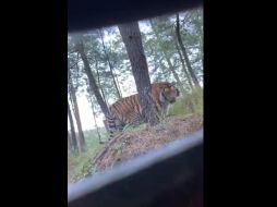Las imágenes de un tigre de bengala deambulando por los bosques del municipio turístico de montaña, Tapalpa, sacudió a las redes sociales por la particularidad del suceso. TWITTER