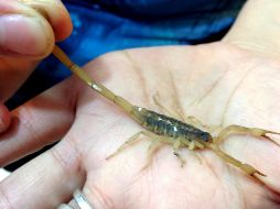 Un residente de Asuán dijo que los alacranes suelen representar una fuente de sustento para algunos residentes de Asuán, que los atrapan vivos para vender su veneno. NTM / ARCHIVO