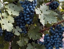 UNSPLASH/ DAN CRISTIAN