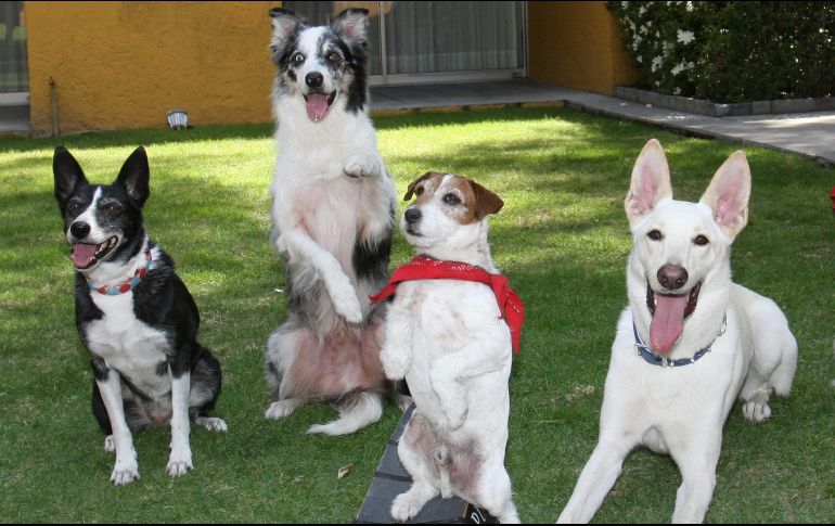 La venta de perros y gatos en tiendas de animales estará prohibida a partir del 1 de enero de 2024. Estos ya no podrán exponerse en los escaparates y su venta en línea estará mejor regulada. SUN / ARCHIVO