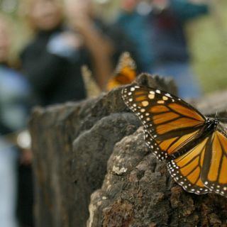 Mariposas monarca dan nuevas señales de vida