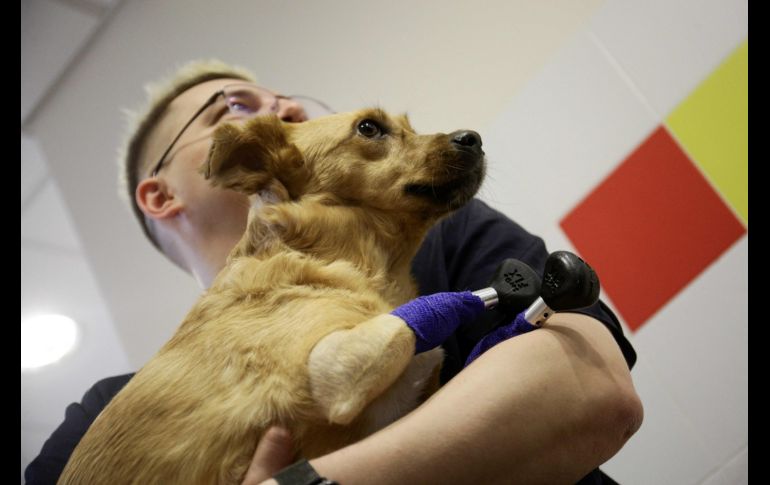 Un grupo de voluntarios la rescató. Su nombre es Monika. AFP / R. NETISOV