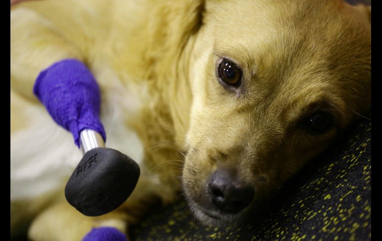 Es la primera vez que Serguéi Gorshkov, el veterinario encargado, lleva a cabo una operación de este tipo en un perro. AFP / R. NETISOV