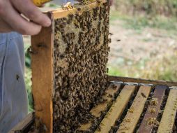El Atlas surgió también de la necesidad de identificar la situación en la que se encuentran las abejas, de las que existen 20 mil especies clasificadas en siete familias. NTX/ARCHIVO