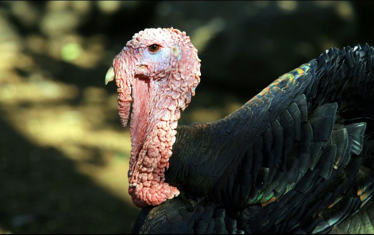 Al igual que Biden, los expresidentes de los Estados Unidos han llevado a cabo el 