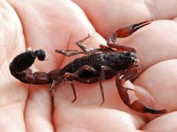 Las nuevas moléculas son capaces de tratar la neumonía, tuberculosis y detener el crecimiento de células cancerígenas. PIXABAY