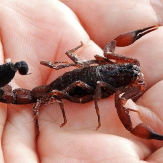 Descubren moléculas en veneno de alacrán capaces de combatir células cancerígenas