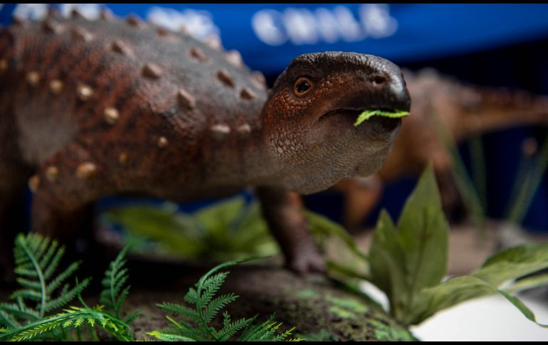 Expertos se mostraron sorprendidos de haber logrado descubrir el 80% del esqueleto del dinosaurio. AFP/M. Bernetti