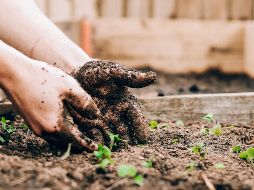 Conoce estas siete hortalizas de cosecha fácil, perfectas para iniciar tu huerto en casa. ESPECIAL/Photo by Sandie Clarke on Unsplash