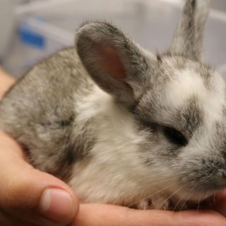 Disfruta de un paseo lleno de diversión y nuevas especies por conocer en el Acuario Michin