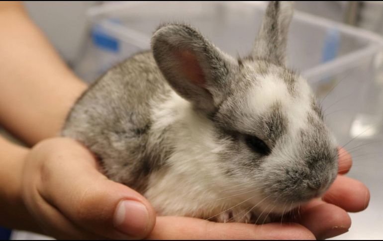 Nuevas especies en Acuario Michin. ESPECIAL/CORTESÍA ACUARIO MICHIN GUADALAJARA.