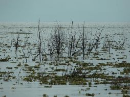 Uno de los objetivos es fomentar el desarrollo intermunicipal e interurbano de la región. EL INFORMADOR/ARCHIVO