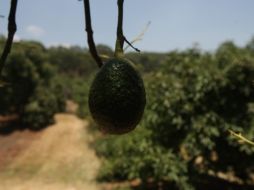 Producción de aguacate en Jalisco se duplica en seis años